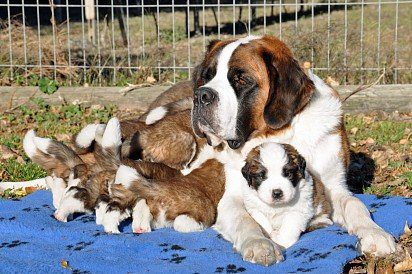 Moscow Watchdog mom and puppies