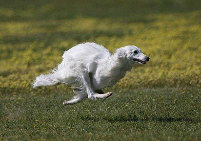 Running Russian Greyhound