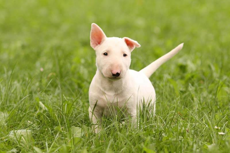 bull terrier puppy standing on the lawn