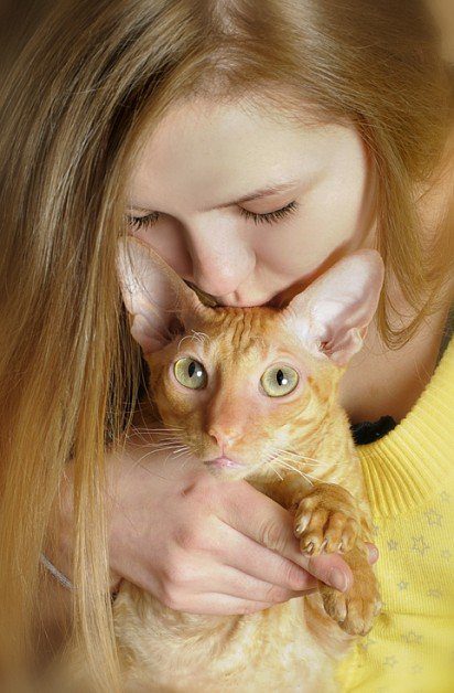 Cornish Rex with a girl