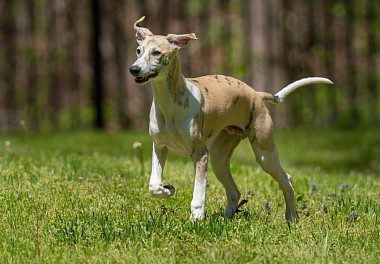 whippet puppy