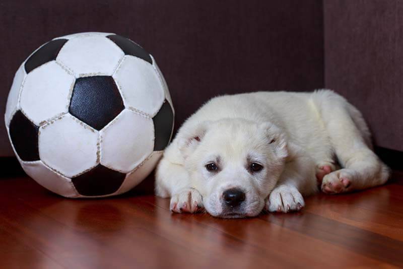 Alabai puppy lies next to the ball