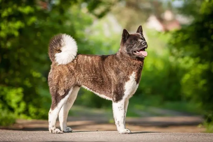 american akita body