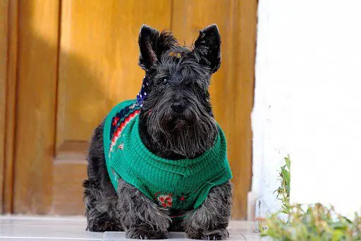 Scottish Terrier