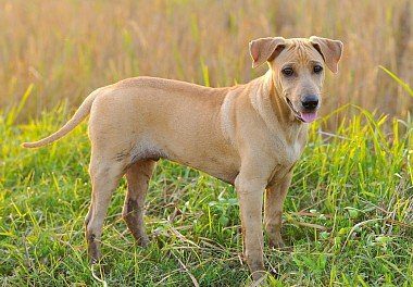 Thai Ridgeback puppy