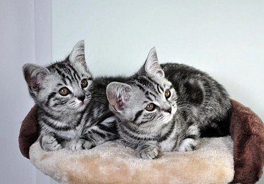 American Shorthair Kittens