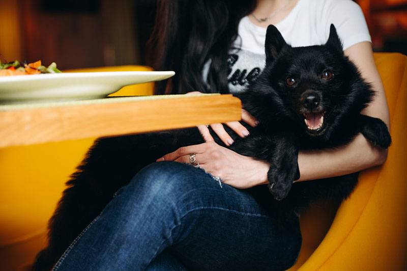 Schipperke with the owner in a dog-friendly cafe