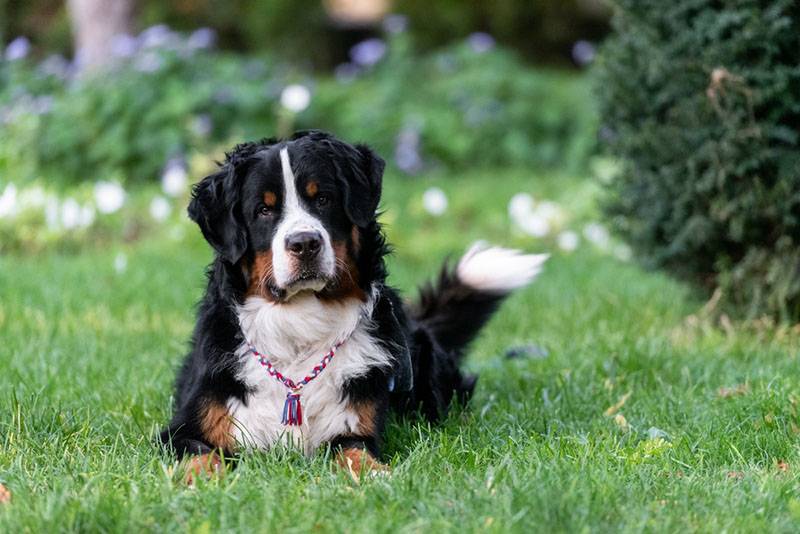 The Bernese Mountain Dog has a fairly high intelligence