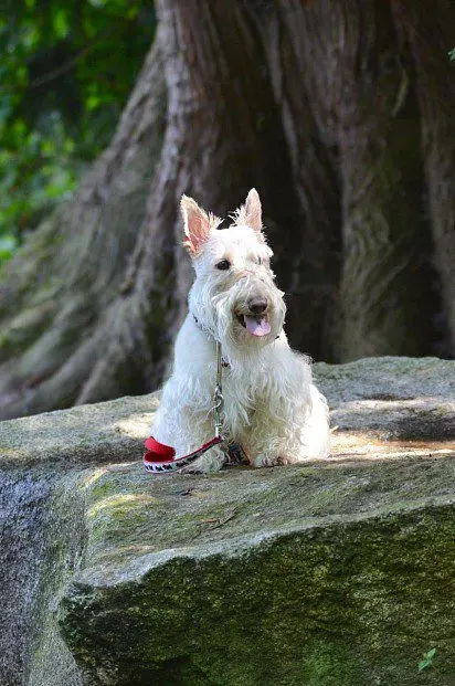 Wheaten Scotish Terrier