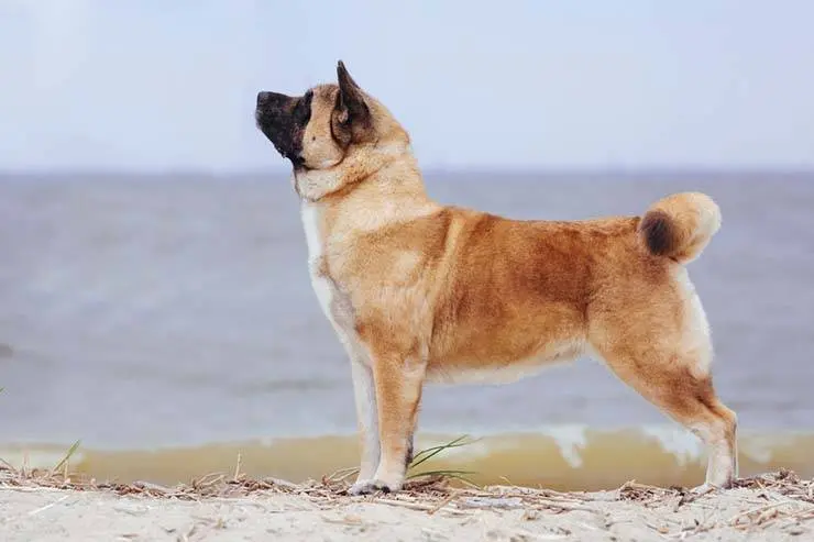 description of american akita