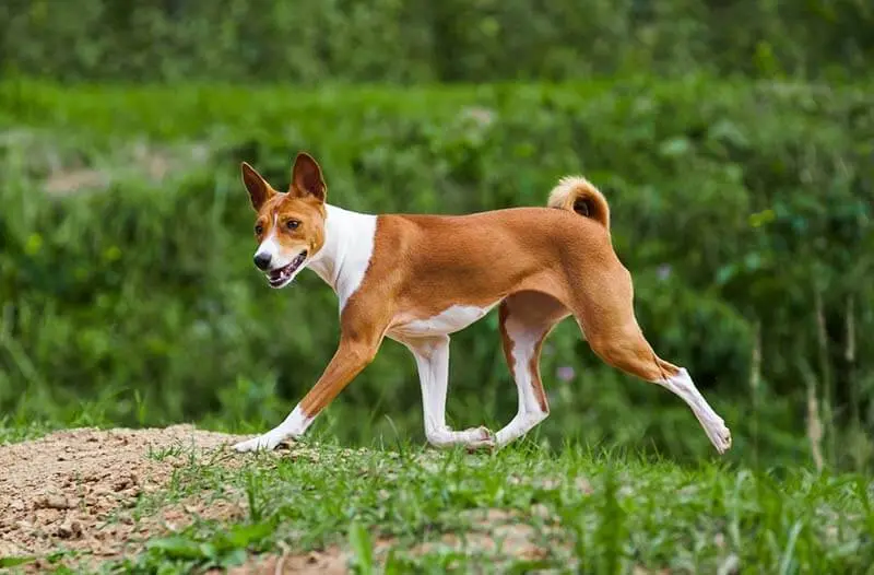 type of basenji paws