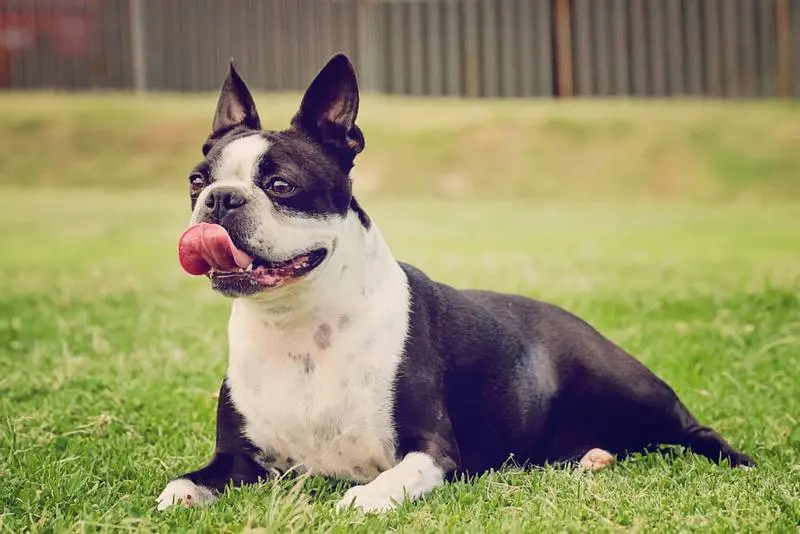 photo of boston terrier