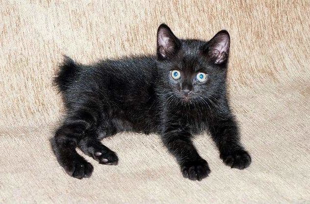 Black American Bobtail Kitten