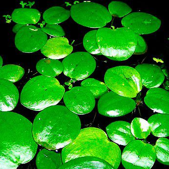 Types of Aquarium Plants floating on the surface of the water