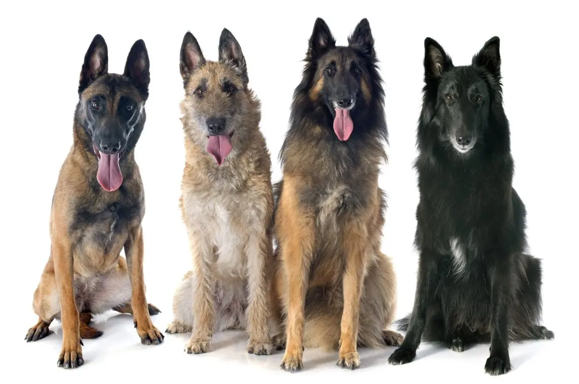 Shepherd Dog Breeds