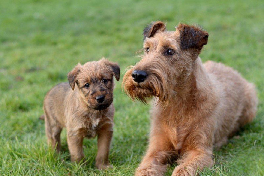 Irish Terrier with a puppy