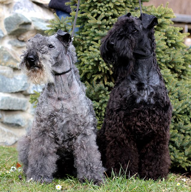 Black and grey Kerry Blue Terrier