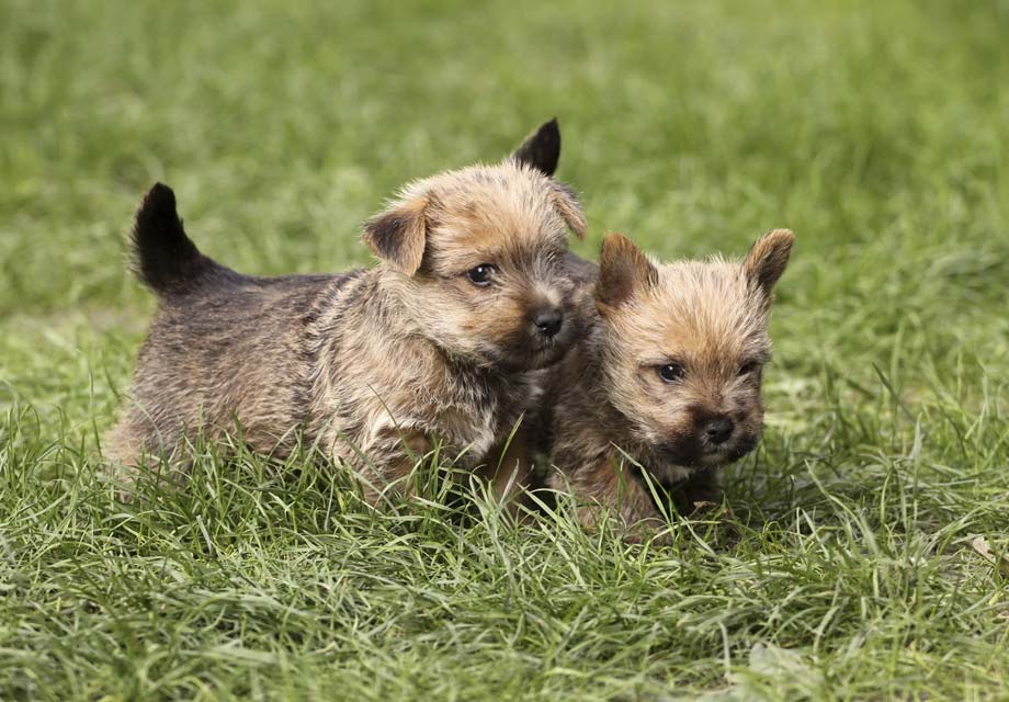 Two Norwich Terrier puppies
