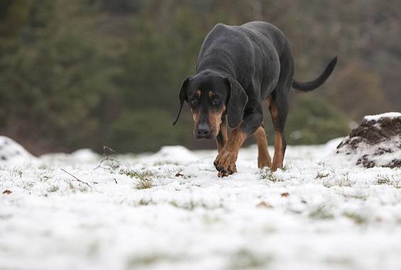 Polish Hound on the snow