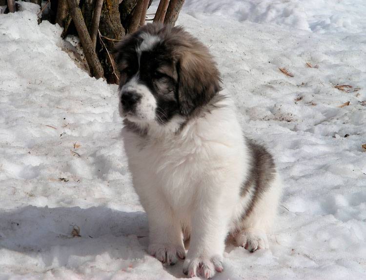 Pyrenean Mastiff puppy