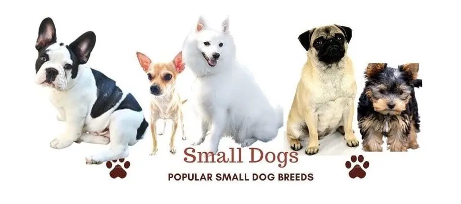 Indoor Dog Breeds