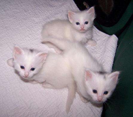 Turkish Angora Kittens