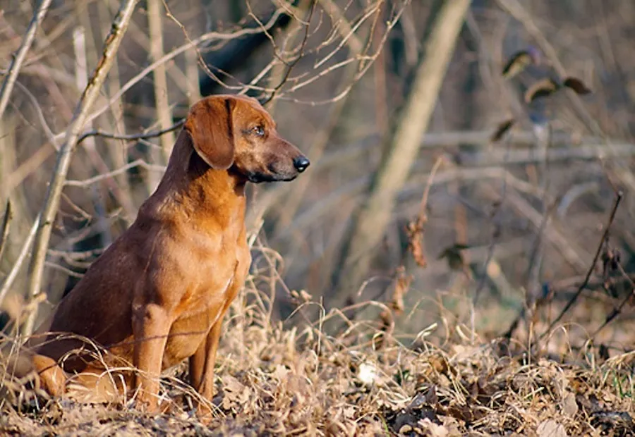 Tyrolean Hound