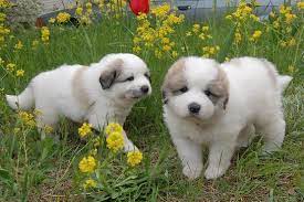 Pyrenean mountain dog puppies