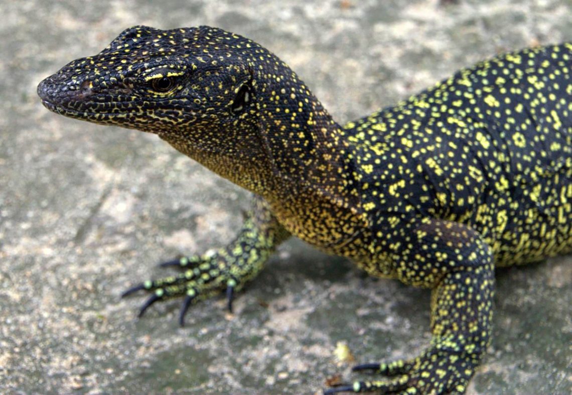 A brief excursion about the content of Cape monitor lizards at home