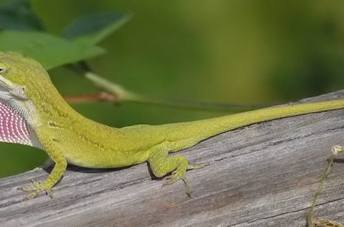A brief overview of the Anolis family (Anolis)