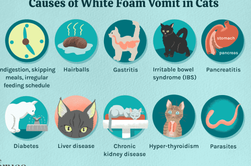 A cat or cat vomits white foam &#8211; what to do?