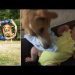 10 series about dogs