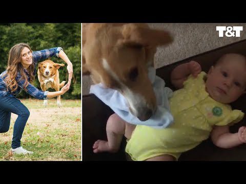 A dog helps a mother with a small child. Cute video with millions of views