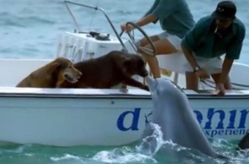 A domestic dog and a wild dolphin made an unexpected swim