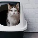 A few rules for placing a cat tray