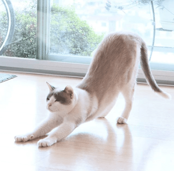 A jumping cat is a breathtaking sight!