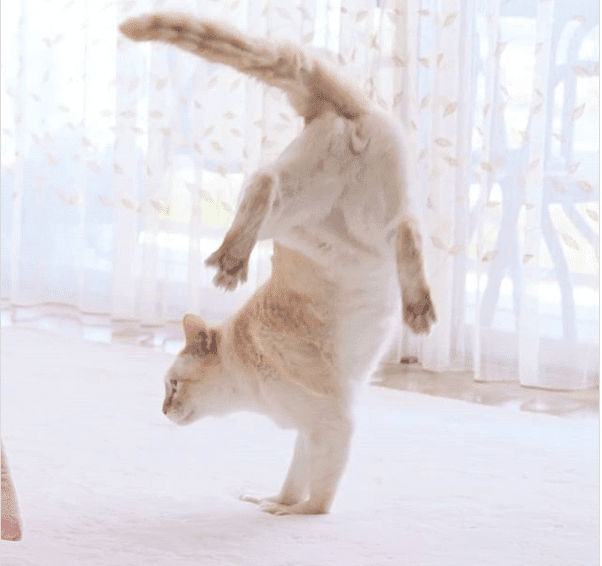 A jumping cat is a breathtaking sight!