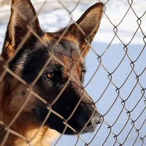 A list of 12 dangerous breeds in Russia has been approved: pit bullmastiff, ambuldog, North Caucasian dog, etc.