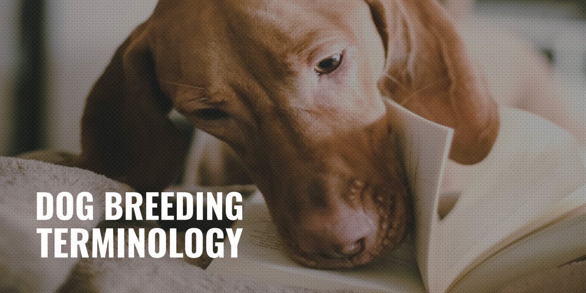 A new term for dogs has appeared &#8211; &#8220;breeding&#8221;
