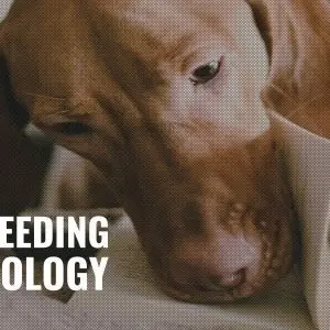 A new term for dogs has appeared – “breeding”