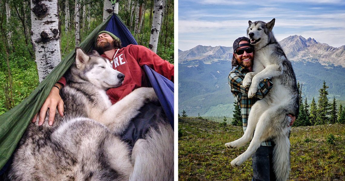 A photographer and his wolfdog show the world the beauty of nature