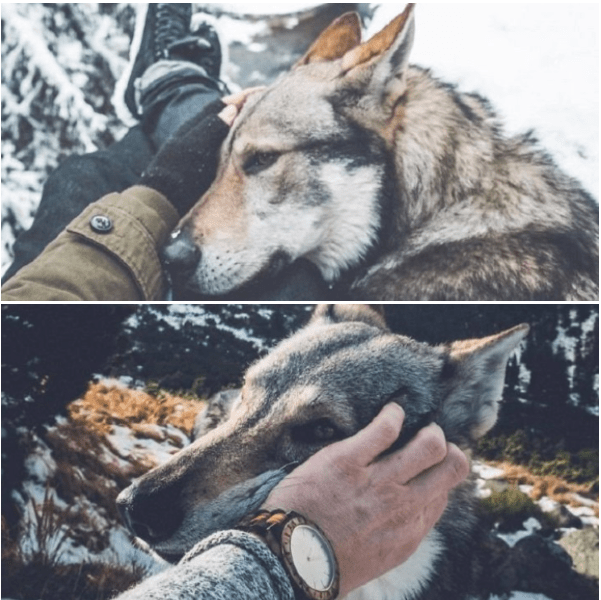 A photographer and his wolfdog show the world the beauty of nature