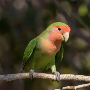 A rosy-cheeked love interest