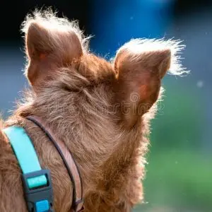 A selection of photos of dogs with touchingly turned heads