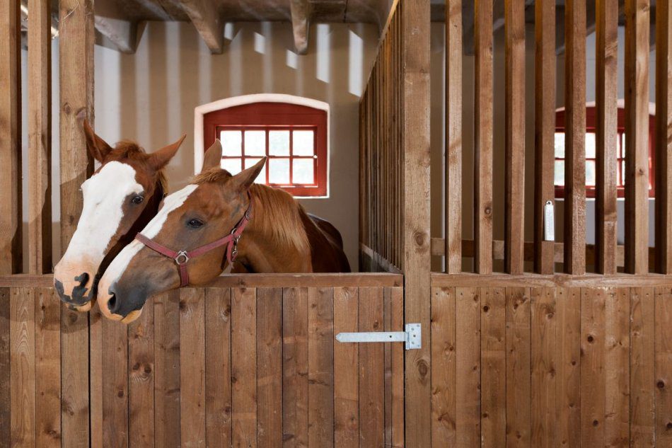 A stable for horses or for people?