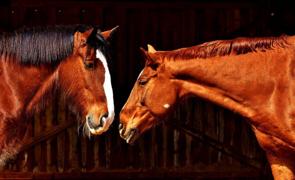 A stable for horses or for people?