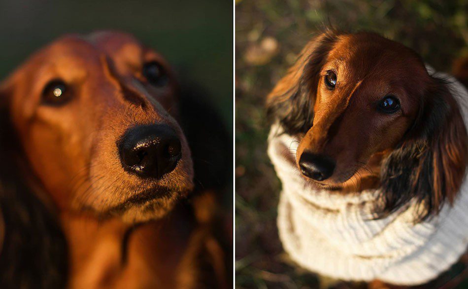 A true story about dachshunds