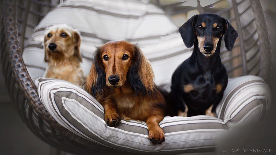 A true story about dachshunds