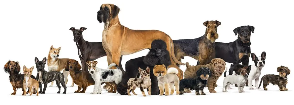 All Dog Breeds