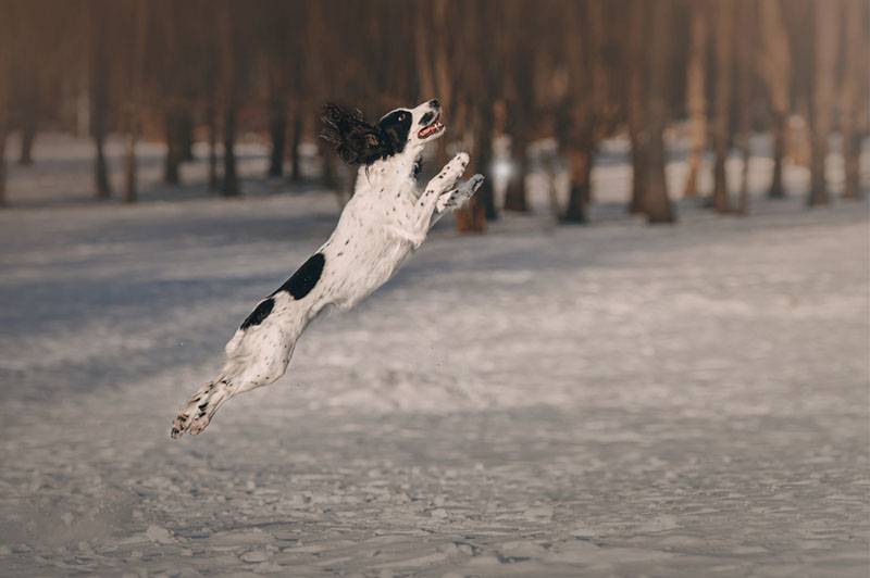 Russian Spaniel can fly